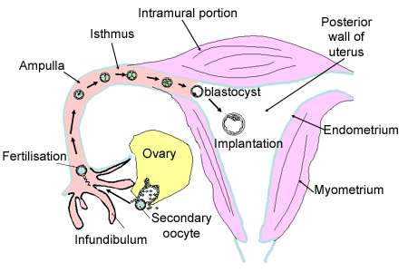 diagram of the female reproductive system