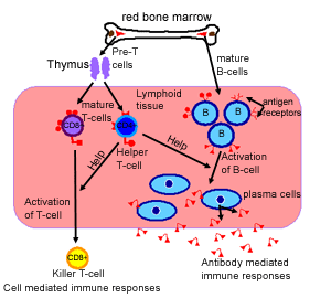 diagram of B and T-cells