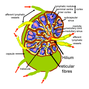 diagram of lymph node