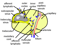 diagram of lymph node