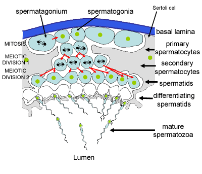 diagram of spermatogenesis