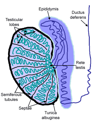diagram of testis