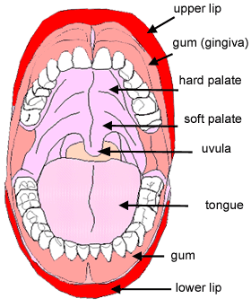 Oral The Histology Guide