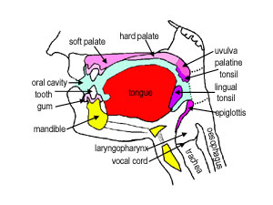 diagram of mouth and oesophagus