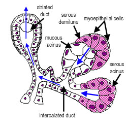 A diagram of part of a salivary gland