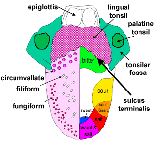 Circumvallate papillae tongue treatment