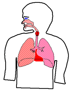 diagram of respiratory system