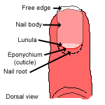 diagram of nail dorsal view