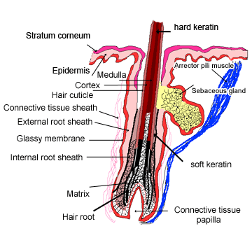 This diagram shows the main features of a hair, and its associated sweat gland.