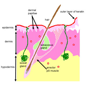 diagram of skin