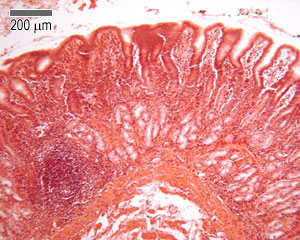 pyloric region of human stomach