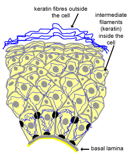 diagram of stratified squamous keratinising epithelium