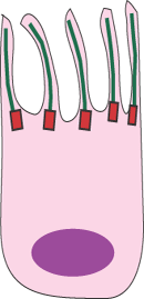 diagram of ciliated cell