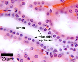 photo of cuboidal epithelium