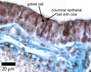 photo of epithelia