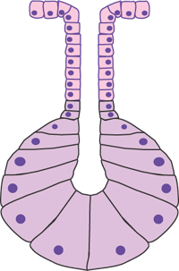 simple acinar gland diagram