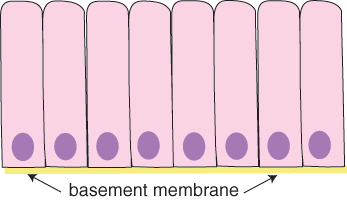diagram of columnar cells