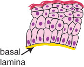 diagram of keratinised epithelium