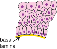 diagram of stratified epithelium