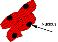 diagram of cardiac cells