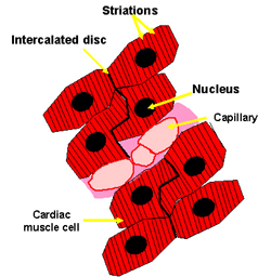 diagram of cardiac muscle cells