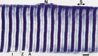 picture of muscle fibre showing striations