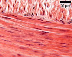 photo of smooth muscle