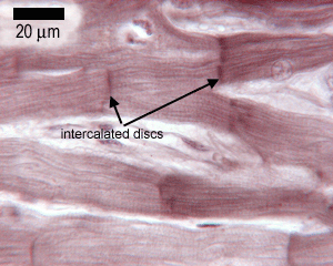 Muscle The Histology Guide