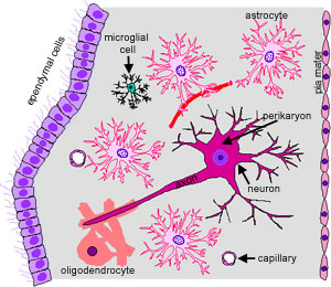Diagram nerves and supporting cells in CNS