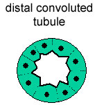 diagram of a cross section of distal convoluted tubule