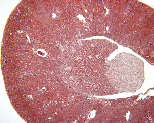 micrograph of cross section of kidney