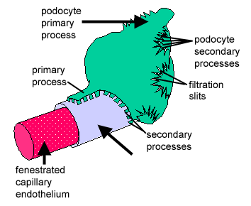 diagram shows how a representative visceral epithelial cell is wrapped around a capillary