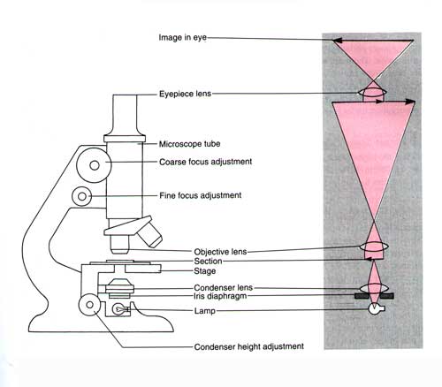 a diagram of a light microscope